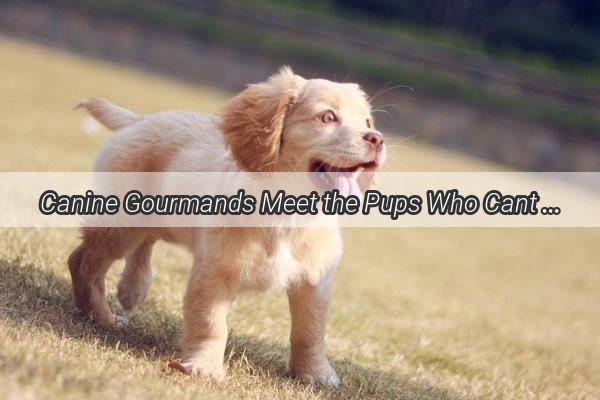 Canine Gourmands Meet the Pups Who Cant Get Enough to Eat